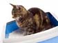 cat litter