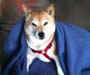 dog blanket