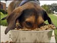 dog food
