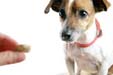 dog treats
