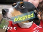 available dog