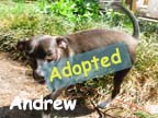 available dog