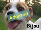 available dog