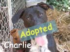 available dog