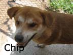 available dog