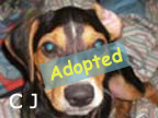 available dog