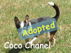 available dog
