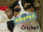 available dog