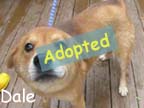 available dog
