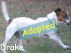 available dog