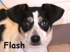 available dog