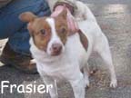 available dog
