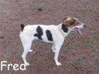 available dog