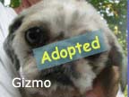 available dog