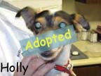 available dog