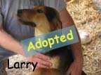 available dog