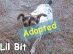 available dog