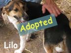 available dog