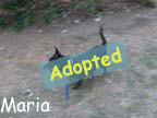 available dog