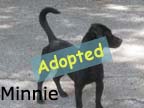 available dog