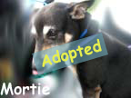 available dog