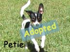 available dog