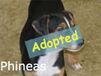 available dog