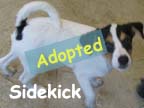 available dog