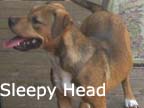 available dog