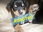 available dog