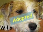 available dog