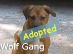 available dog
