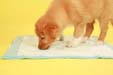 puppy pads